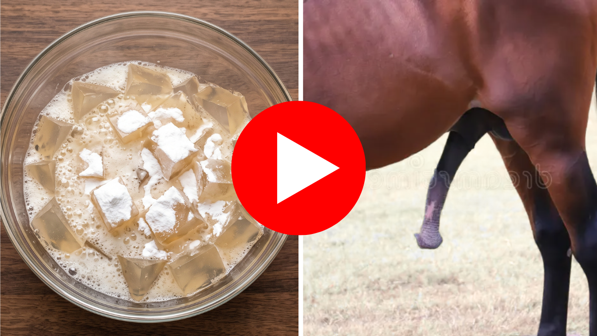 Horse gelatin formula video thumbnail